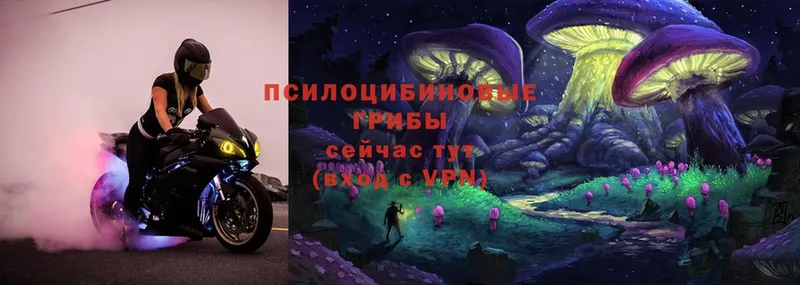 omg зеркало  Старая Купавна  Псилоцибиновые грибы Psilocybe 